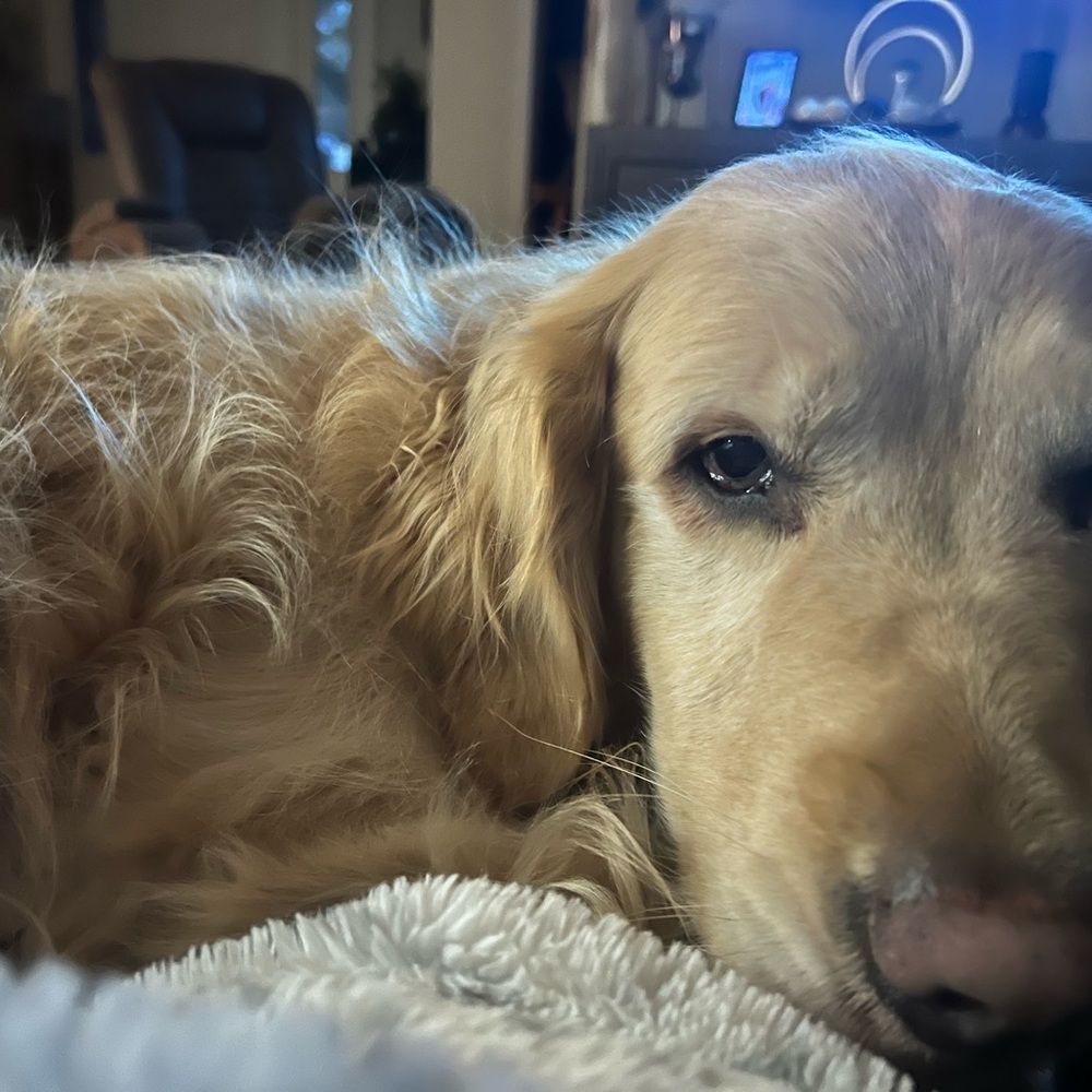 Meet your Posher, Baylee